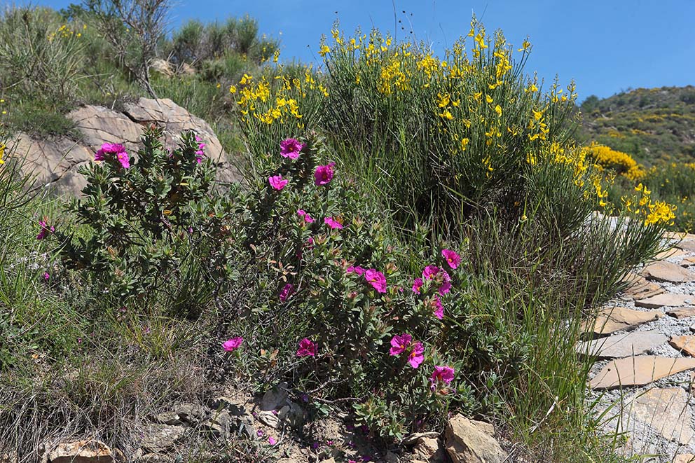 Cistus crispus?